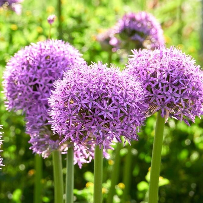Allium 'Party Balloons'