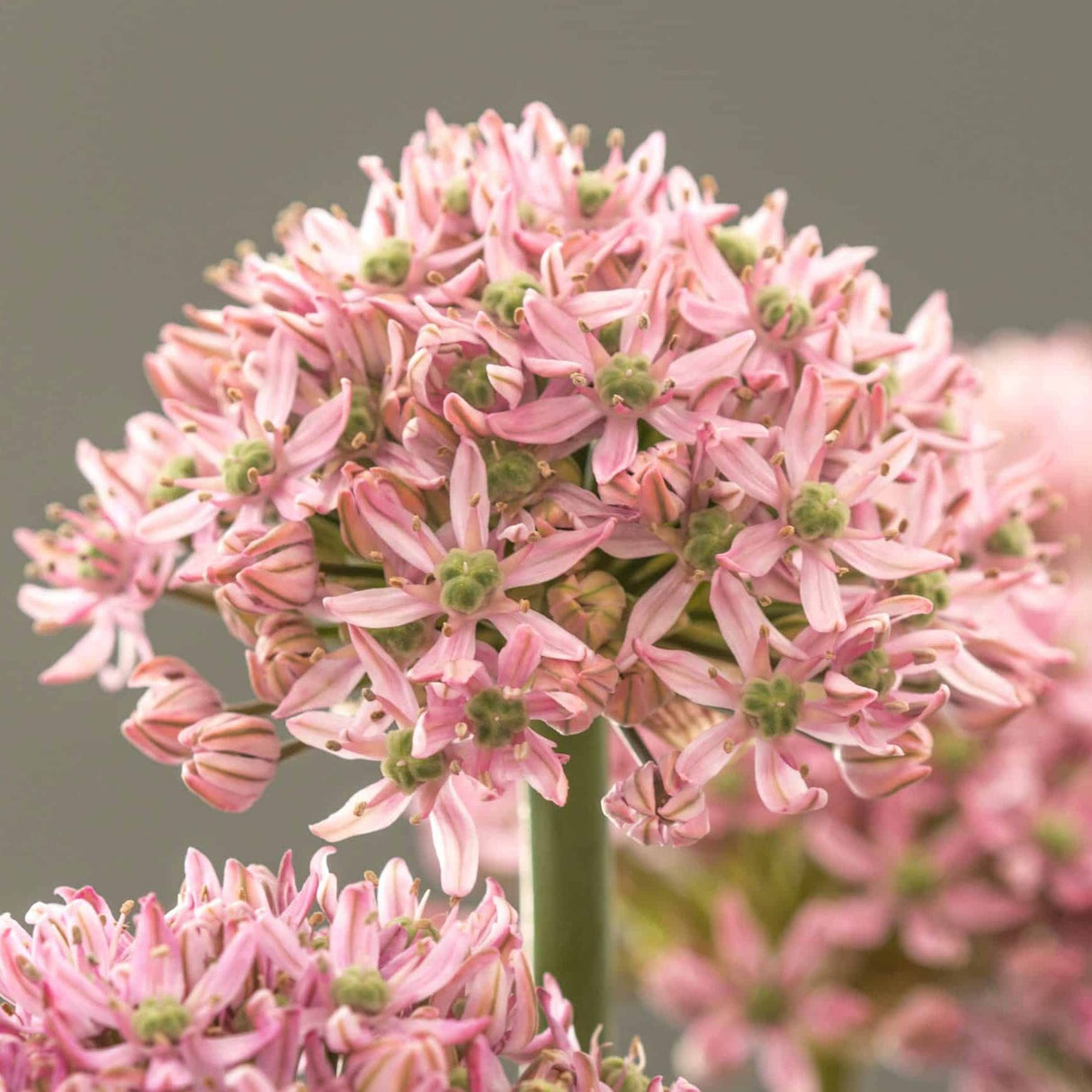 Allium nigrum 'Pink Jewel'
