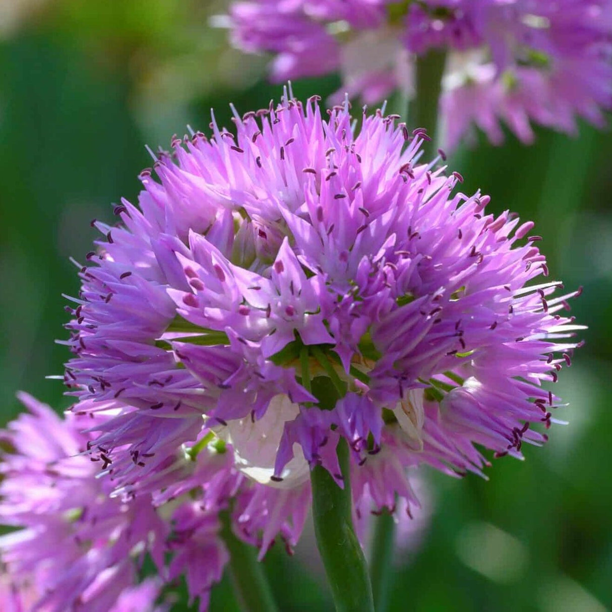 Allium carolinianum 'Rosy Dream'