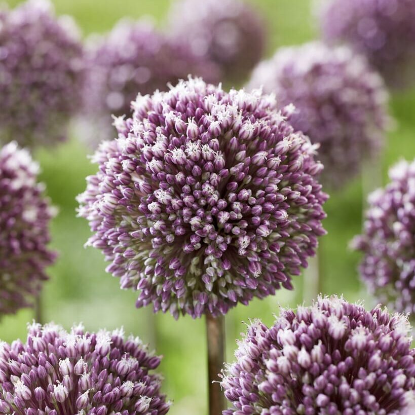 Allium 'Summer Drummer'