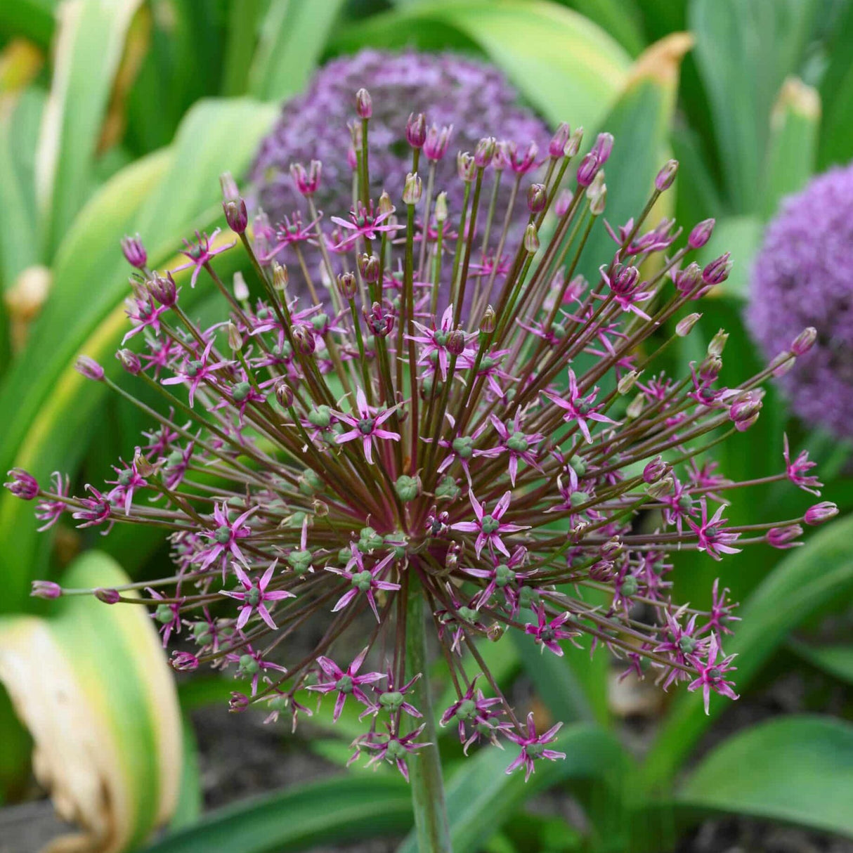 Allium 'Toabago'