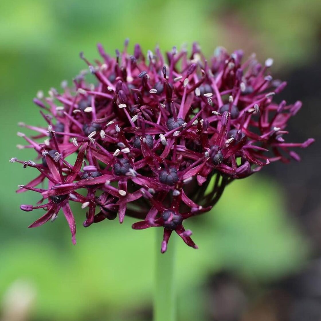 Allium atropurpureum
