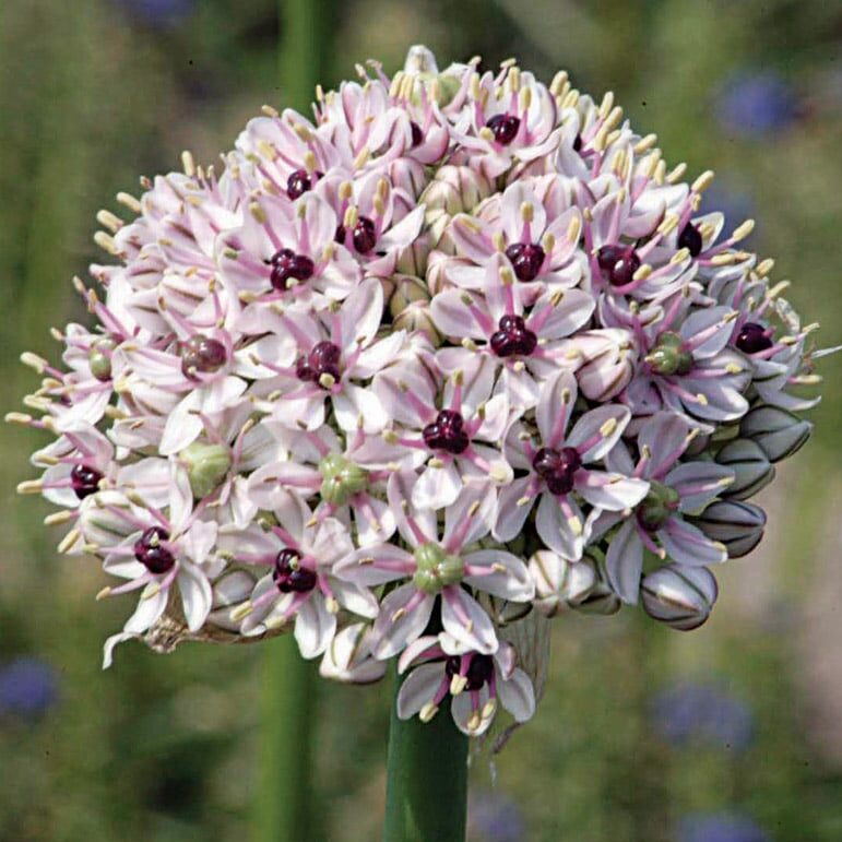 Allium basalticum 'Silver Spring'
