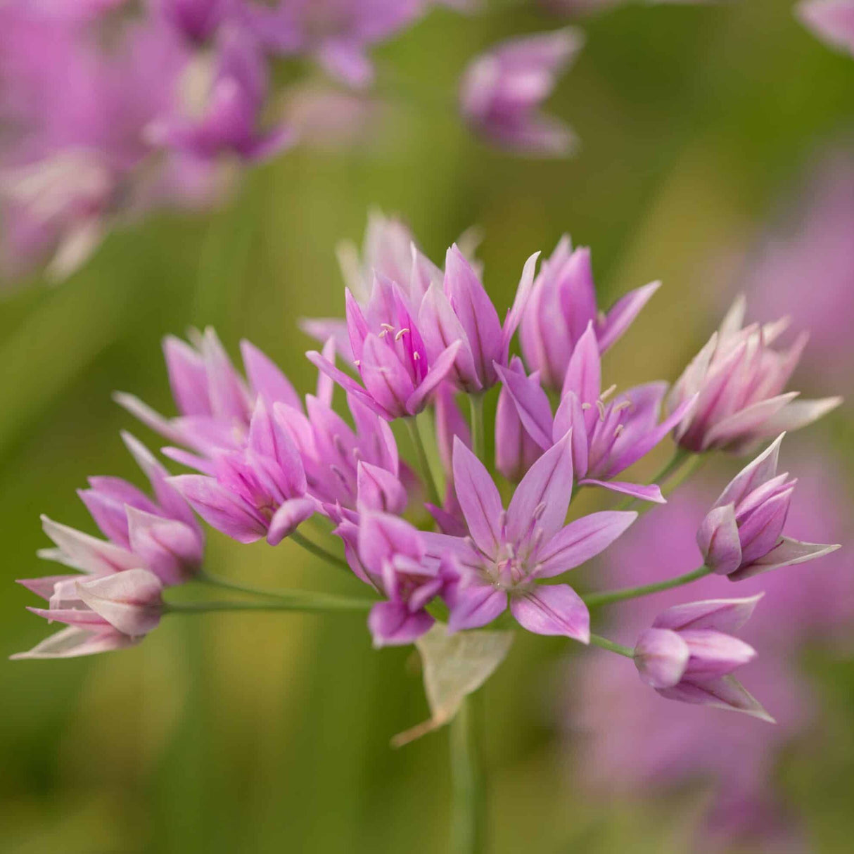 Allium unifolium 'Eros'