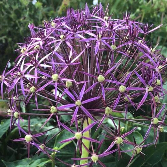 Allium cristophii