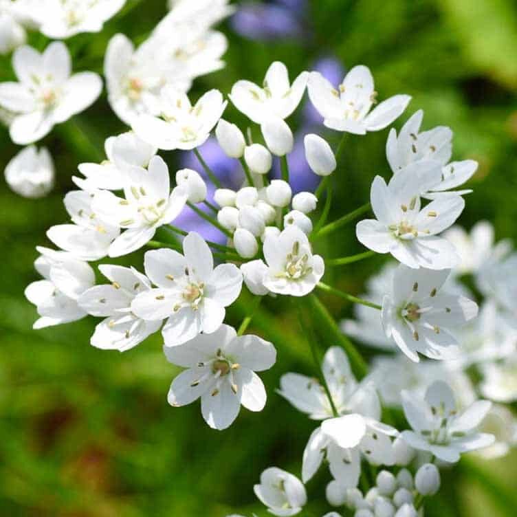 Allium cowanii