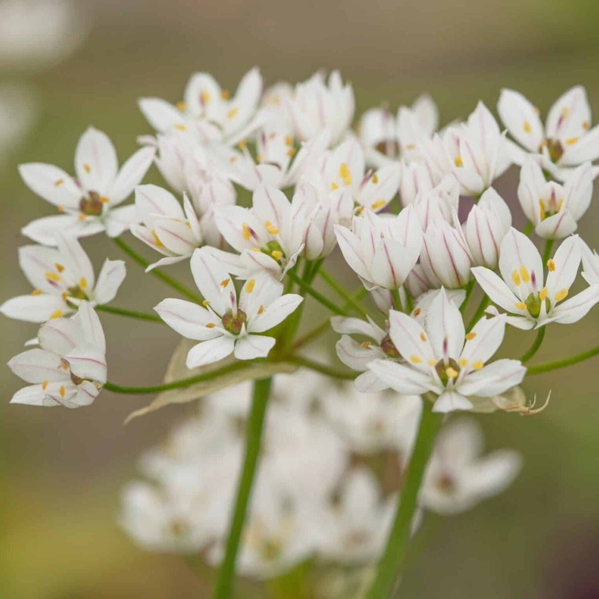 Allium neapolitanum