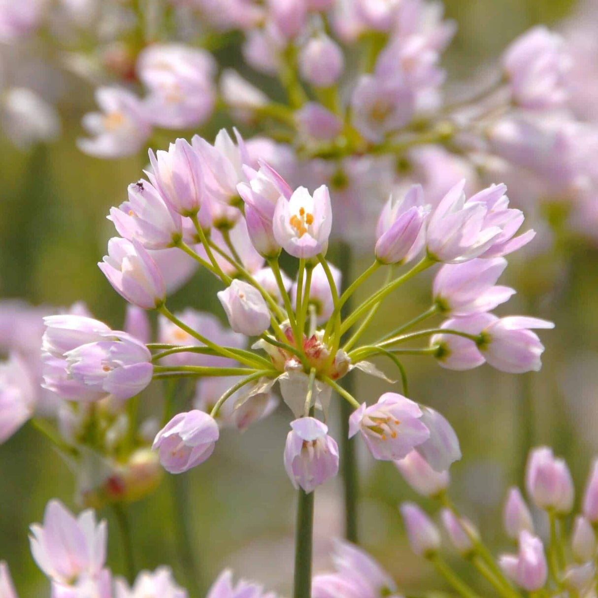 Allium roseum