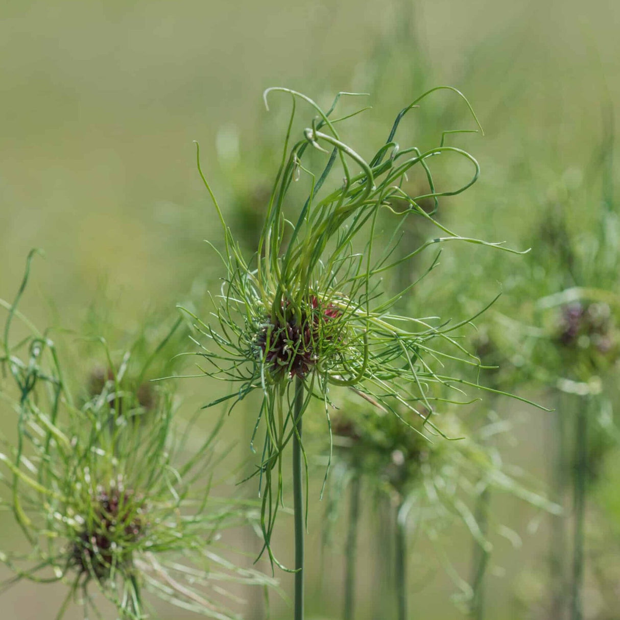 Allium vineale 'Hair'
