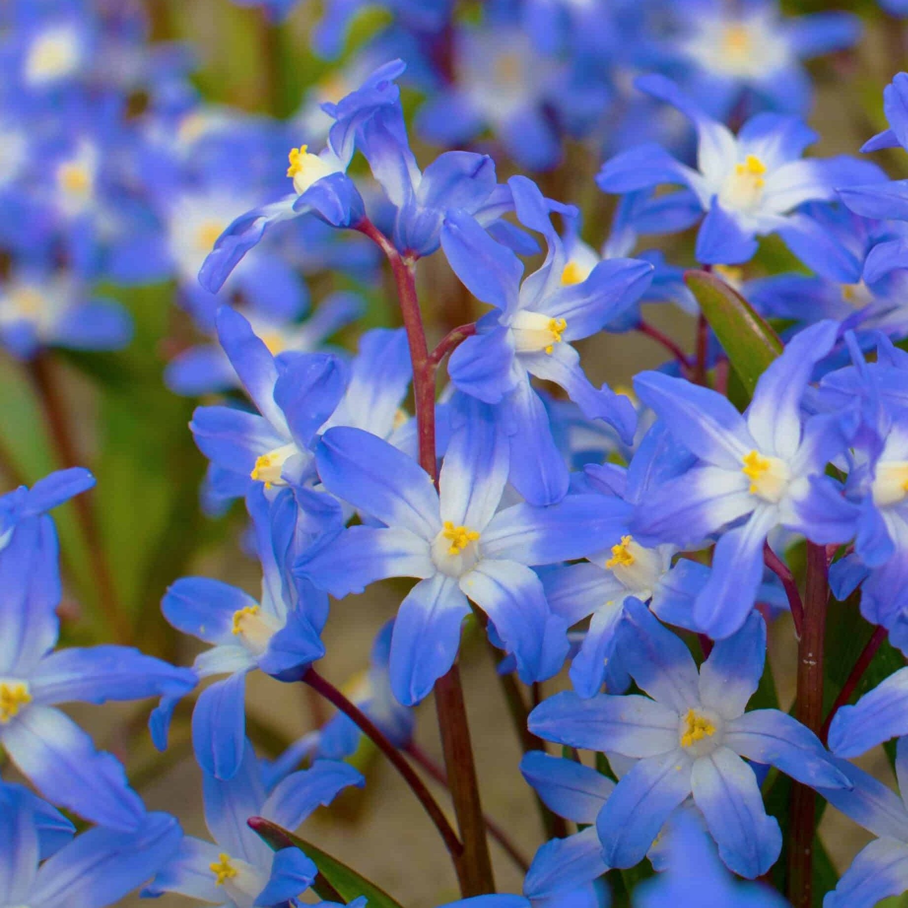 Chionodoxa forbesii 'Blue Giant'
