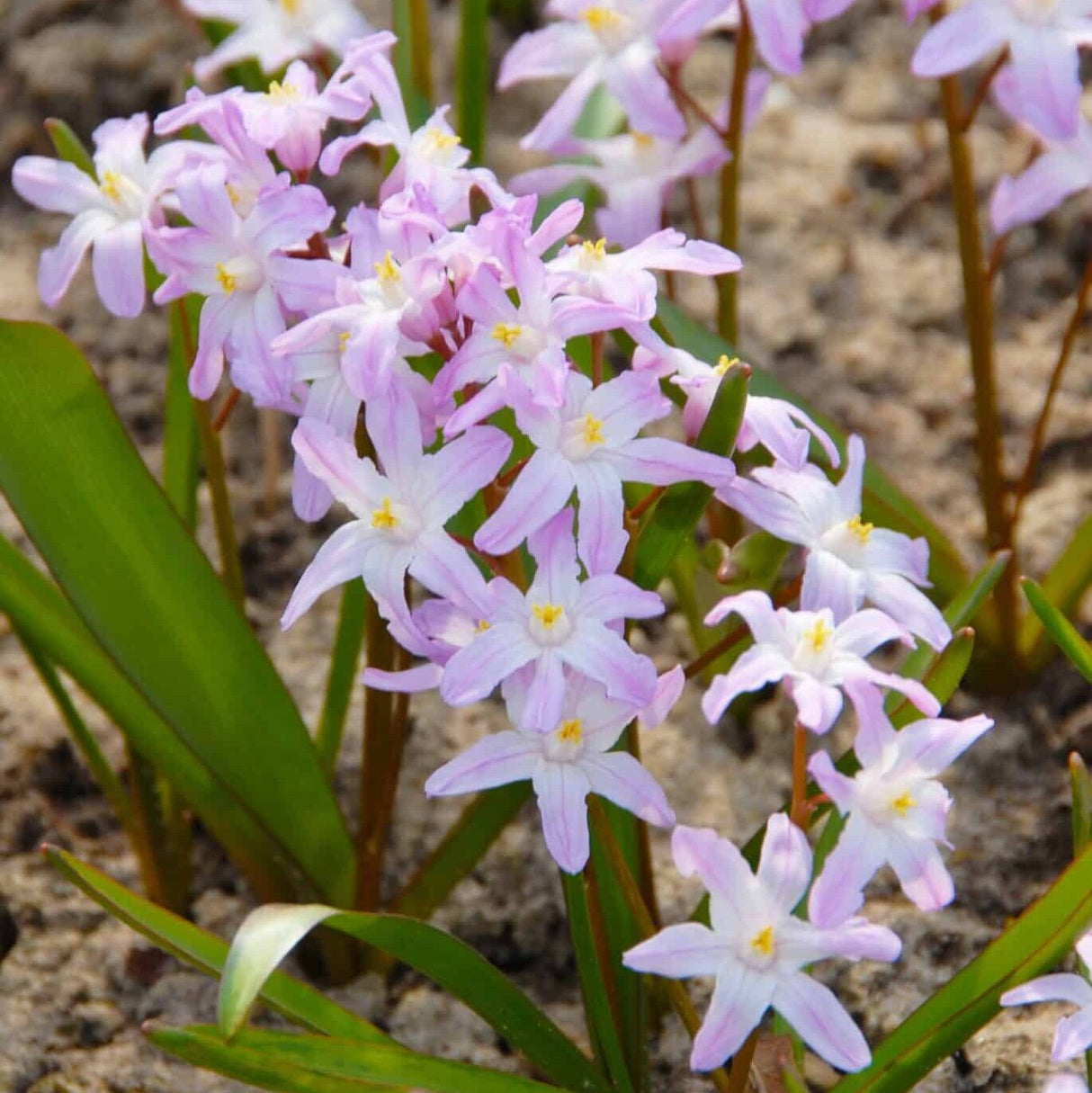 Snepryd - Chionodoxa forbesii 'Pink Giant'