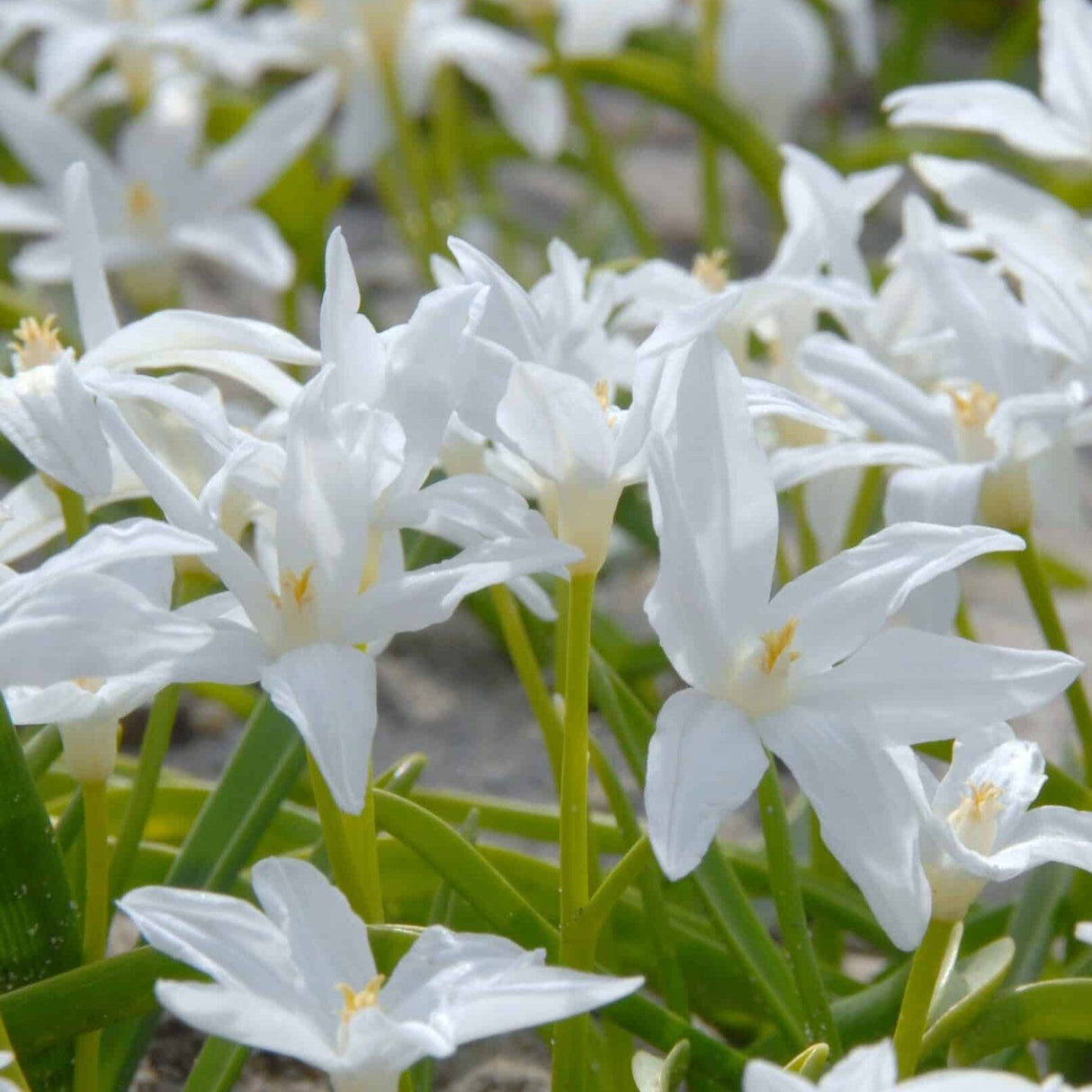 Snepryd - Chionodoxa luciliae 'Alba'