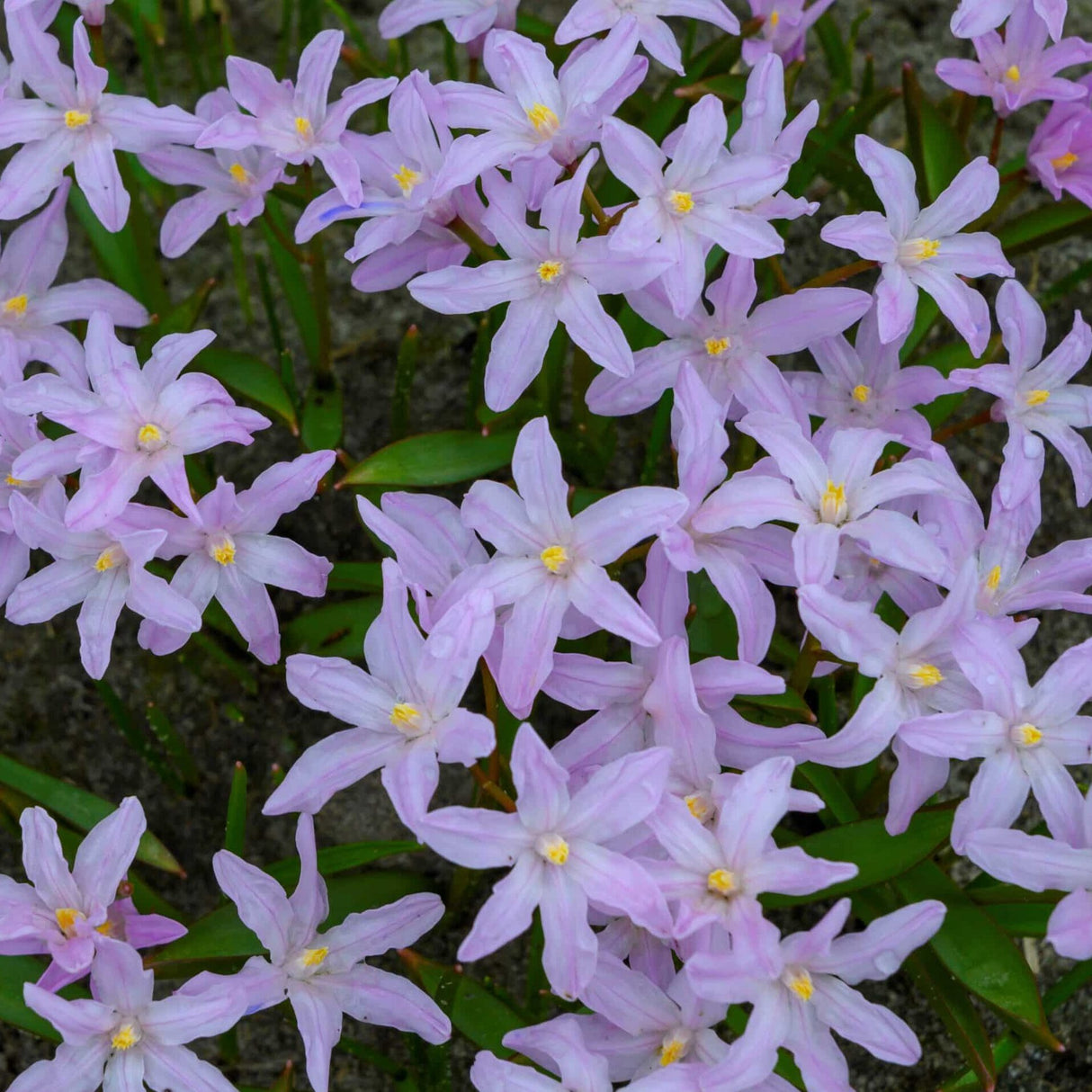 Snepryd - Chionodoxa luciliae 'Rosy Queen'