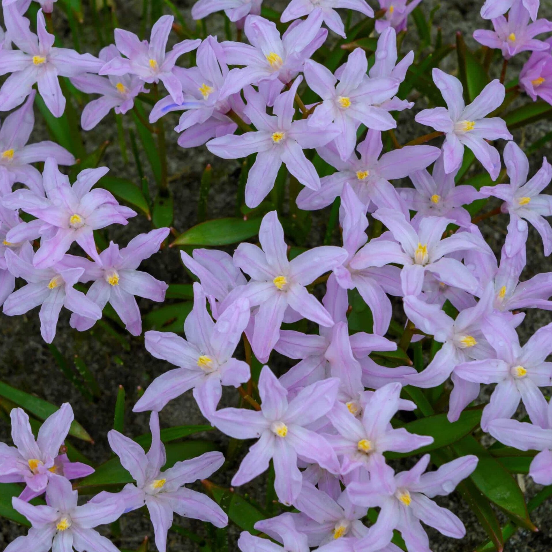 Chionodoxa luciliae 'Rosy Queen'