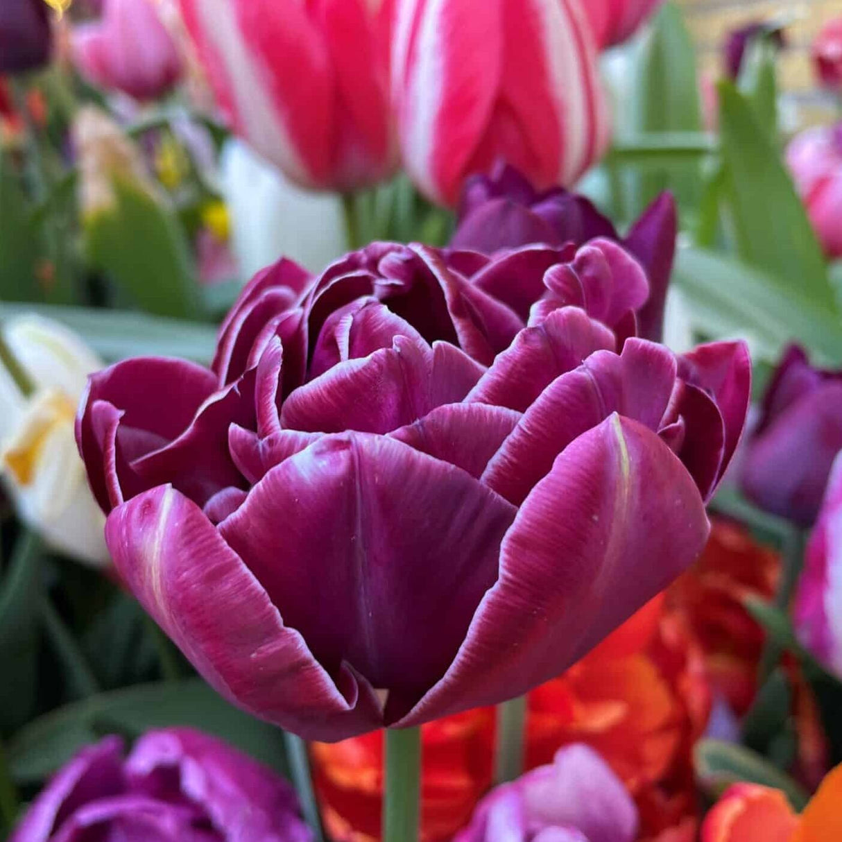 Tulipan 'Dream Touch'