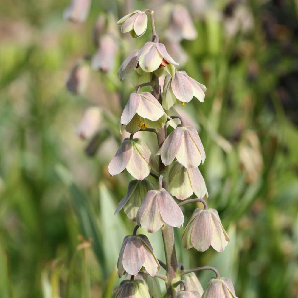 Kejserkrone / Fritillaria persica 'Green Dreams'
