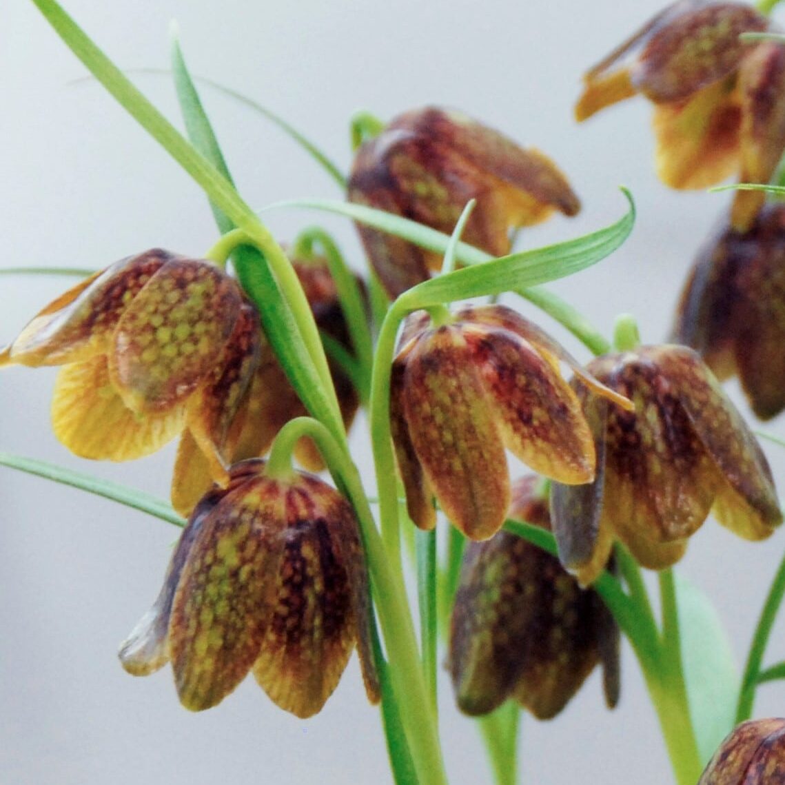 Vibeæg / Fritillaria davisii , botanisk
