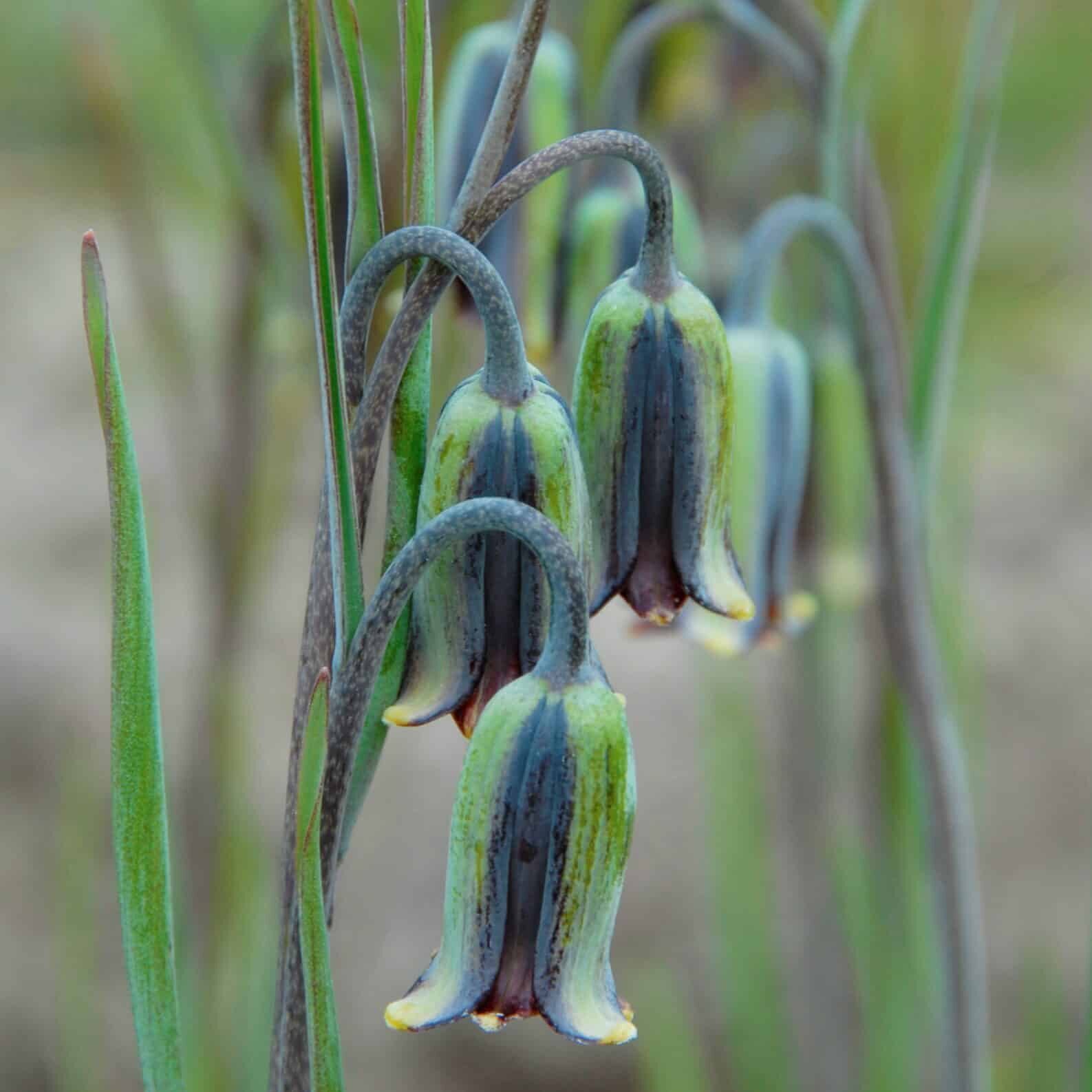 Vibeæg / Fritillaria elwesii , botanisk