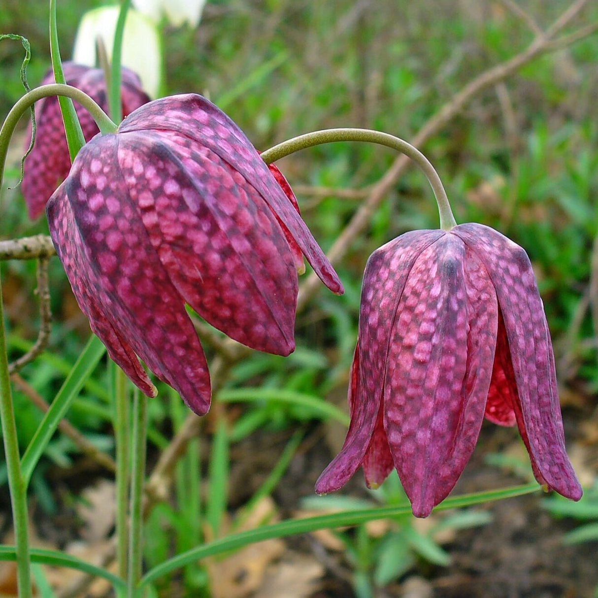Vibeæg / Fritillaria meleagris , botanisk