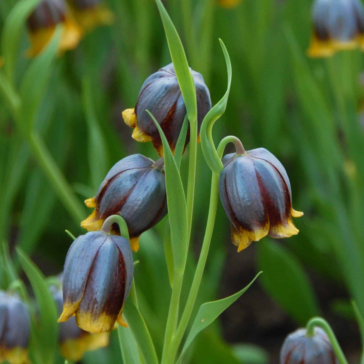 Vibeæg / Fritillaria michailovskyi , botanisk