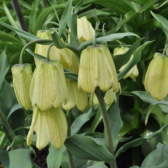 Vibeæg / Fritillaria pallidiflora , Sibirsk Vibeæg, botanisk