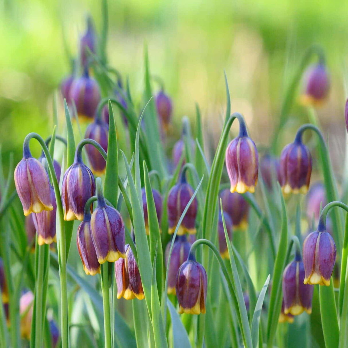 Vibeæg / Fritillaria uva-vulpis , botanisk