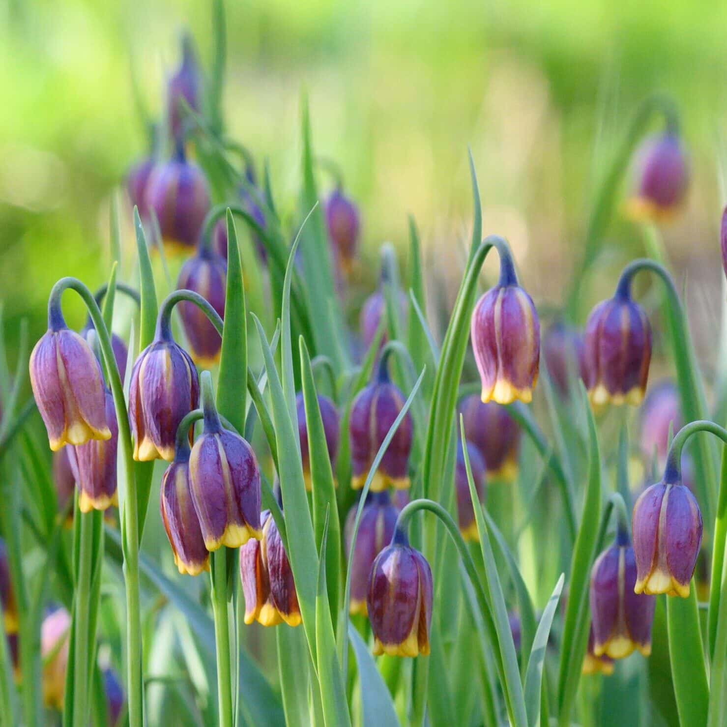 Vibeæg / Fritillaria uva-vulpis , botanisk