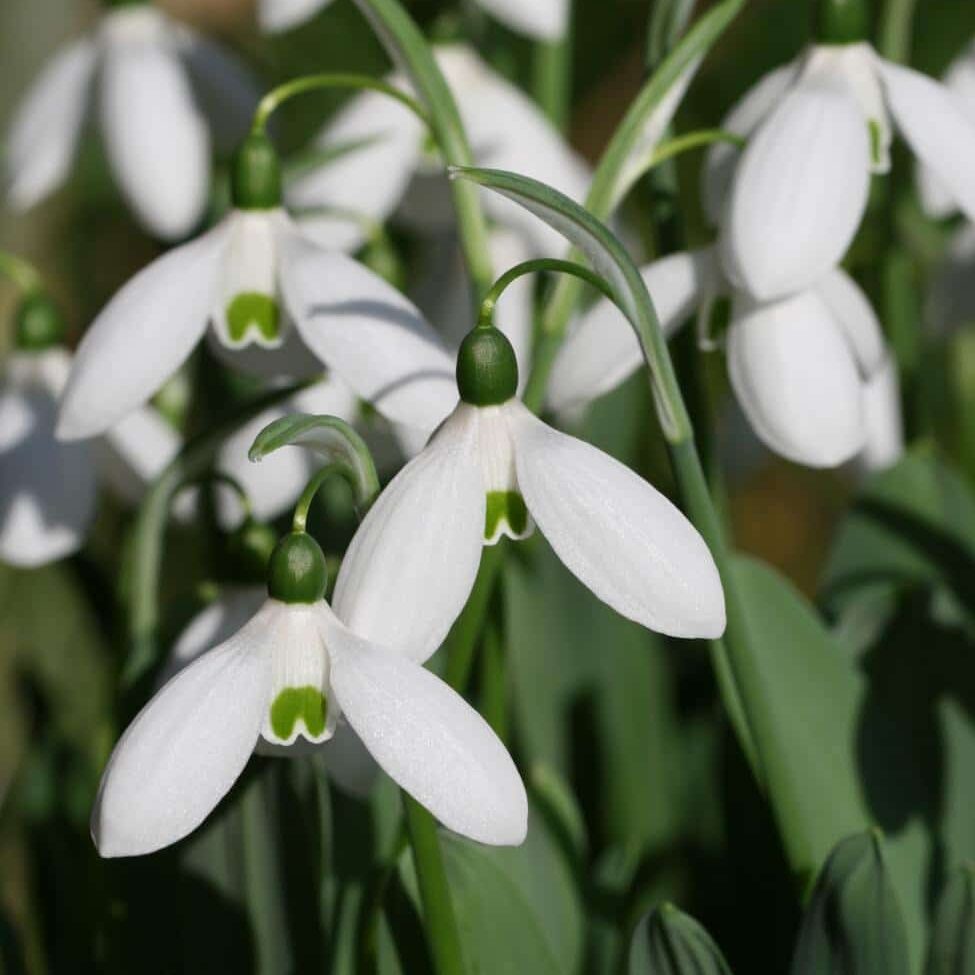 Vintergækker/Galanthus elwesii 'Mount Everest®