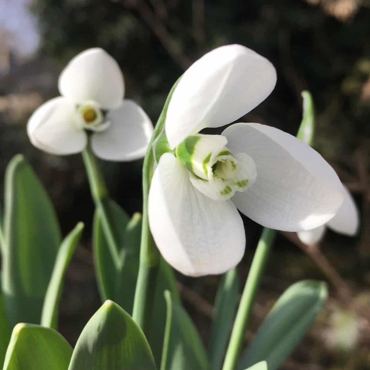 Vintergækker/Galanthus elwesii 'Polar Bear'