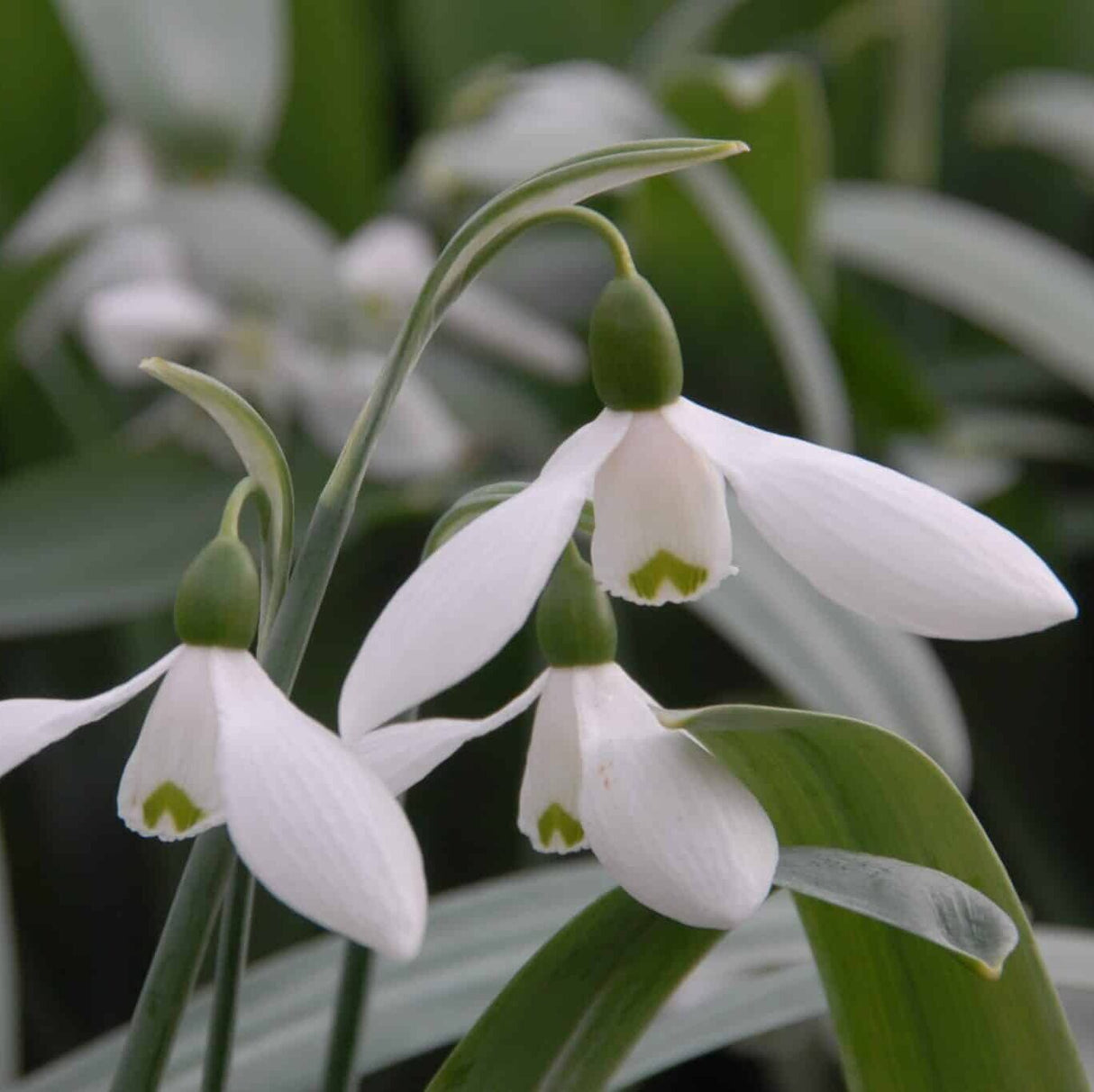 Vintergækker/Galanthus elwesii, tyrkisk vintergæk