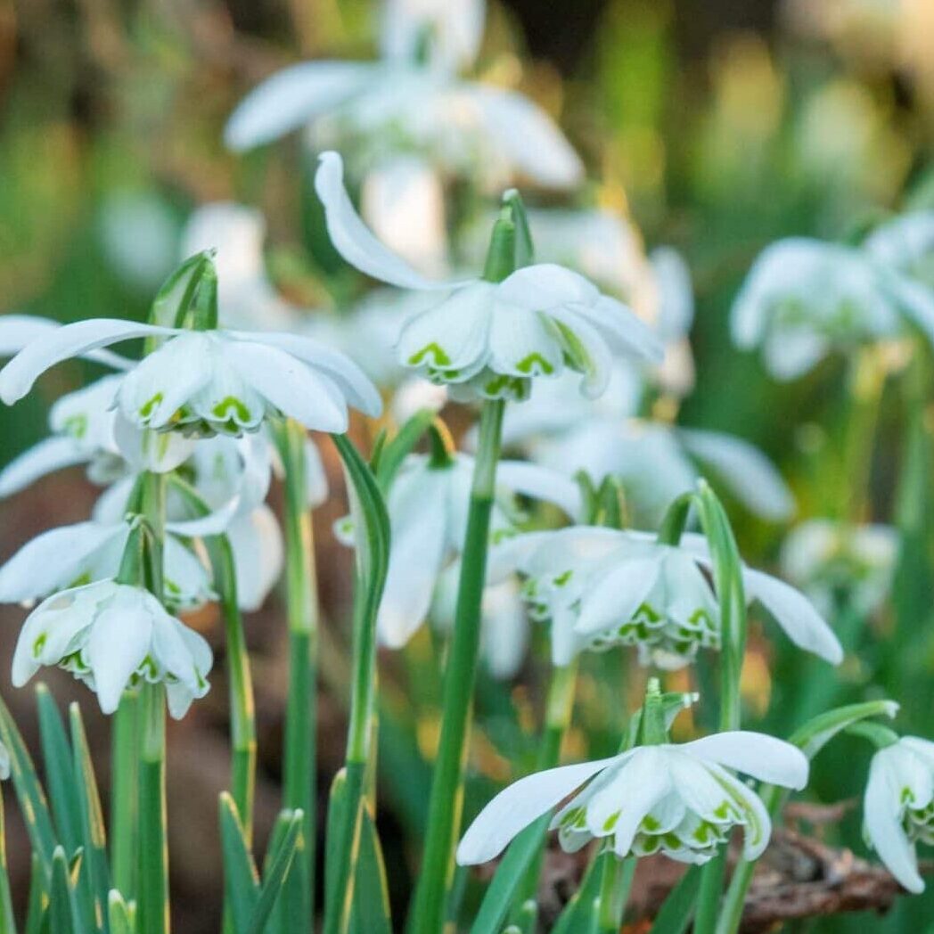 Vintergækker/Galanthus nivalis 'Flore Pleno'