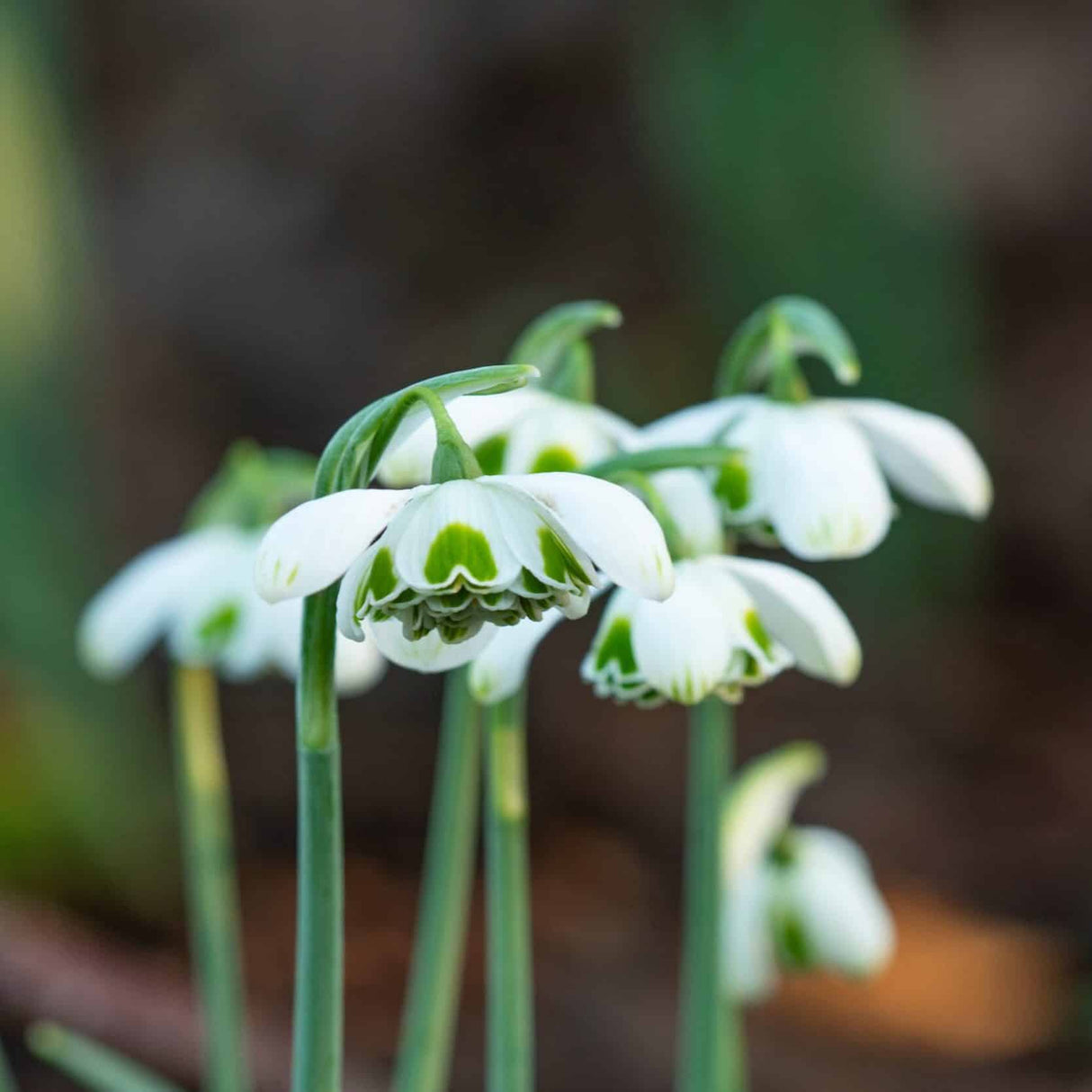 Vintergækker/Galanthus nivalis 'Hippolyta'