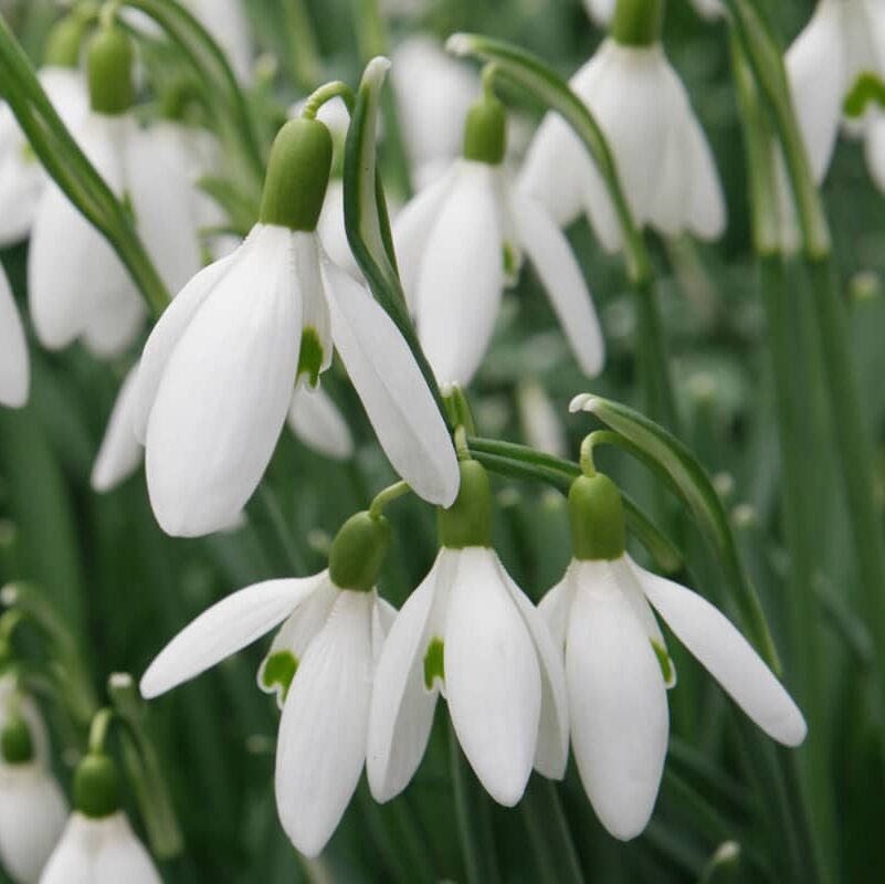 Vintergækker/Galanthus nivalis, alm. Vintergæk