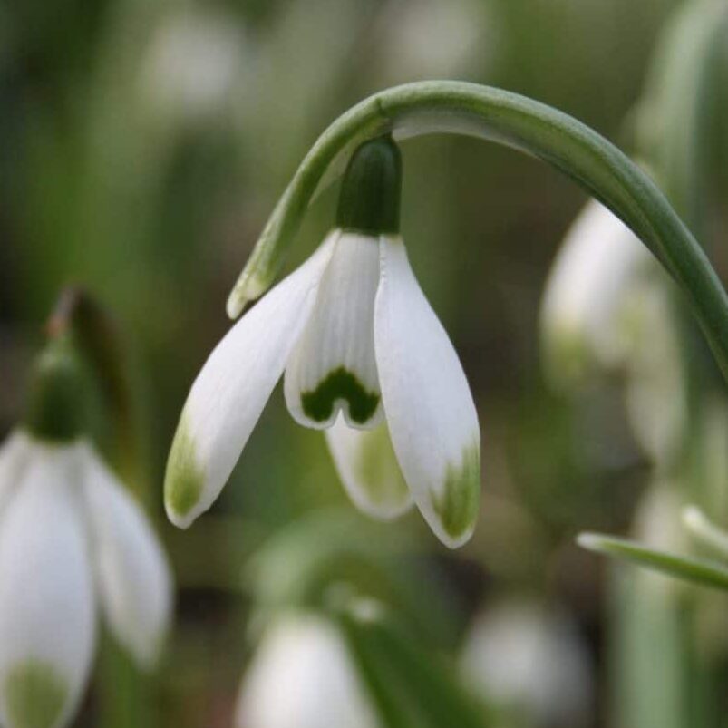 Vintergækker/Galanthus nivalis 'Viridapice'