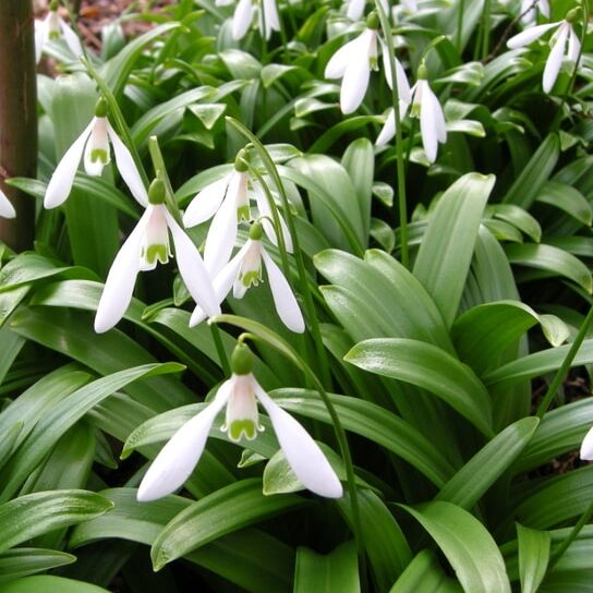 Vintergækker/Galanthus woronowii