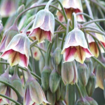 Honningløg/Nectaroscordum bulgaricum