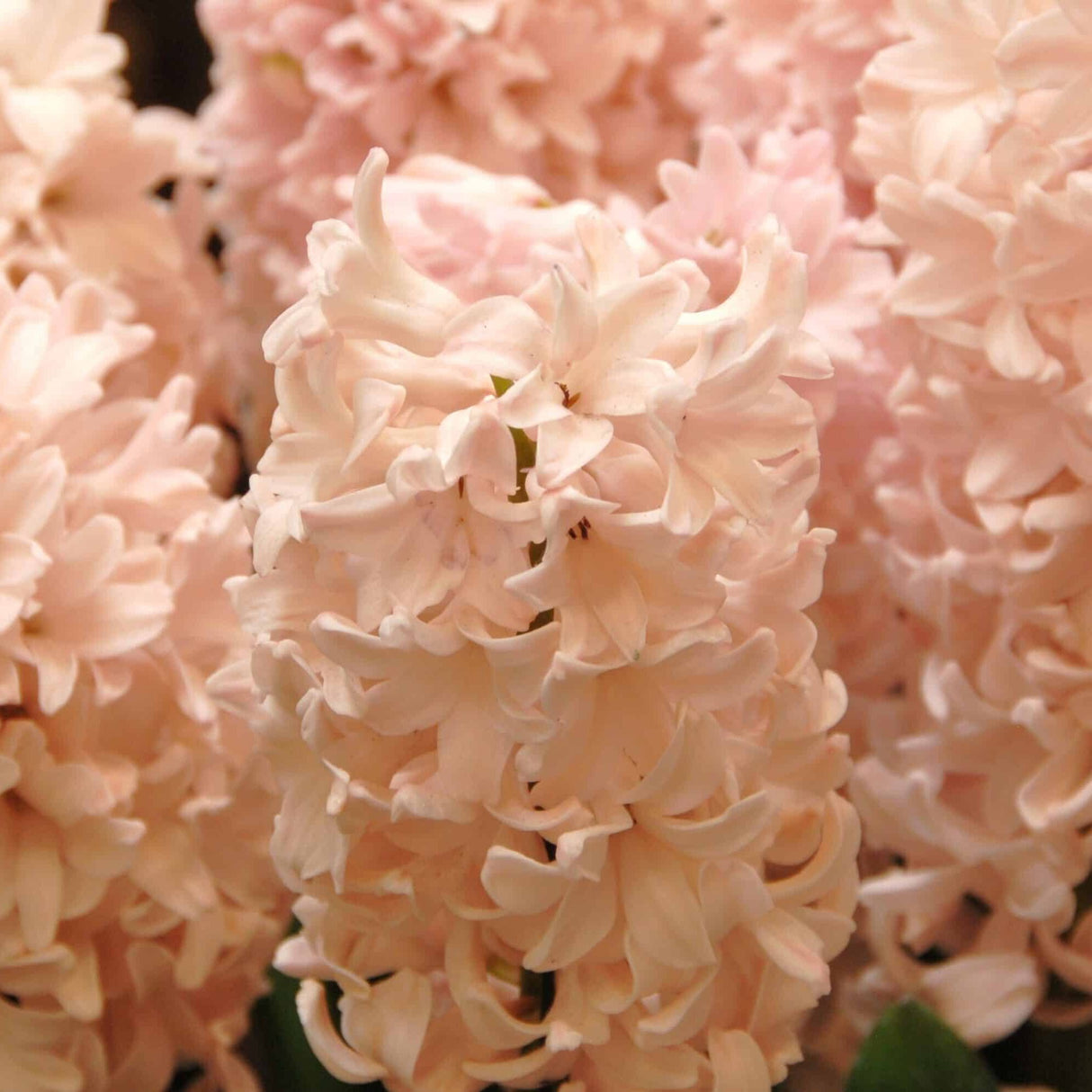 Hyacint orientalis 'Apricot Passion'®