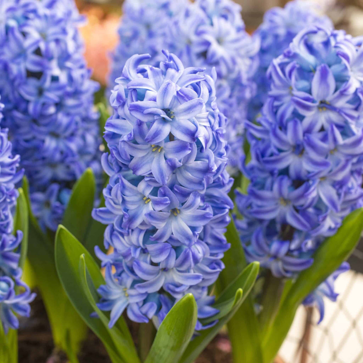 Hyacint orientalis 'Aqua'