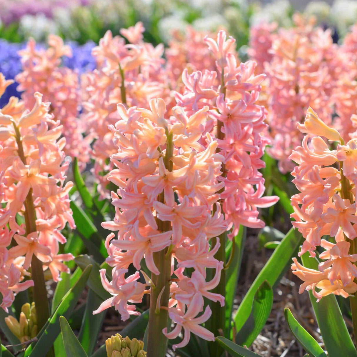 Hyacint orientalis 'Gipsy Queen'