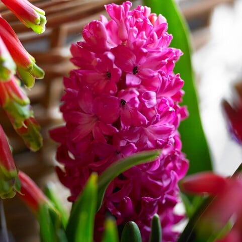 Hyacint orientalis 'Jan Bos'