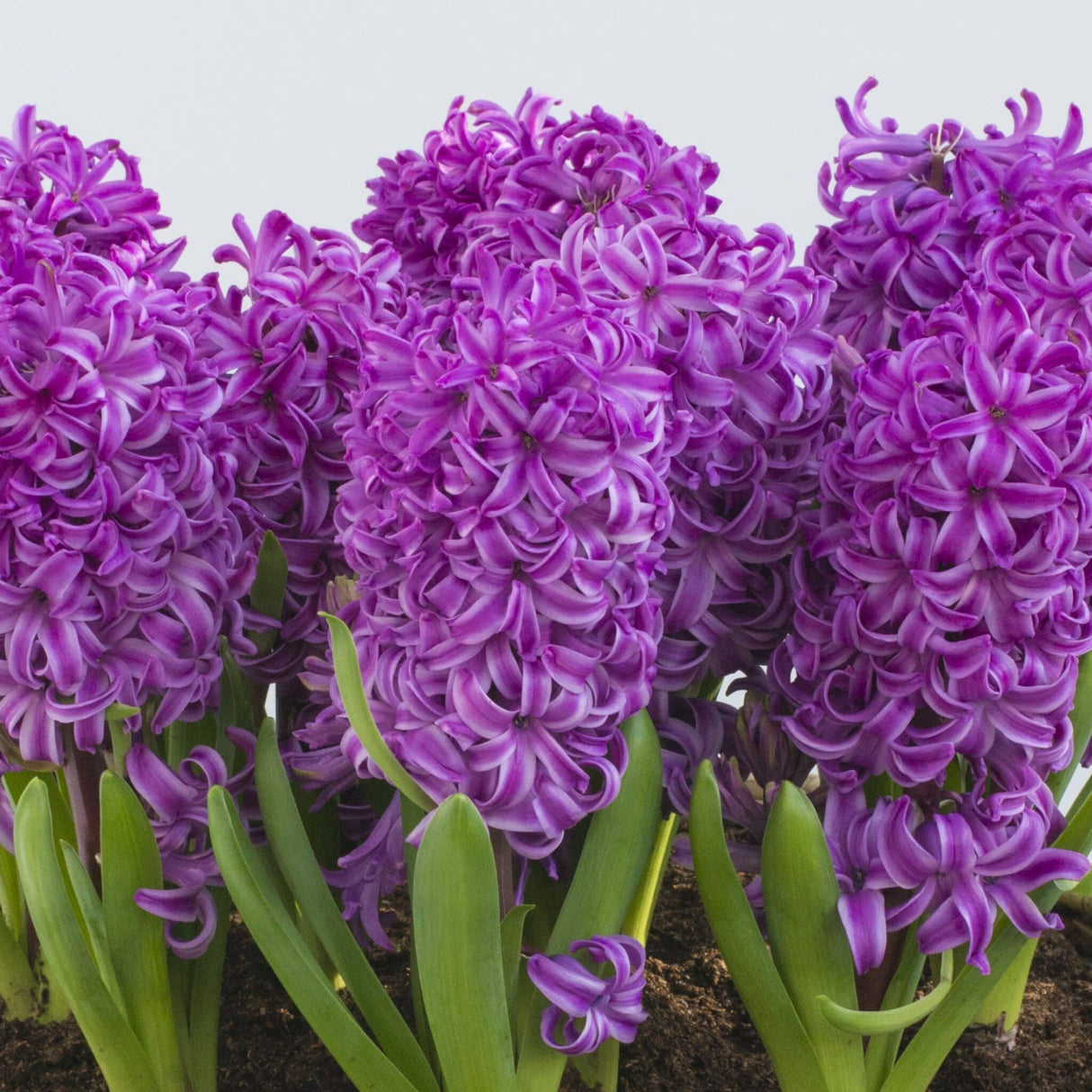 Hyacint orientalis 'Purple Sensation'