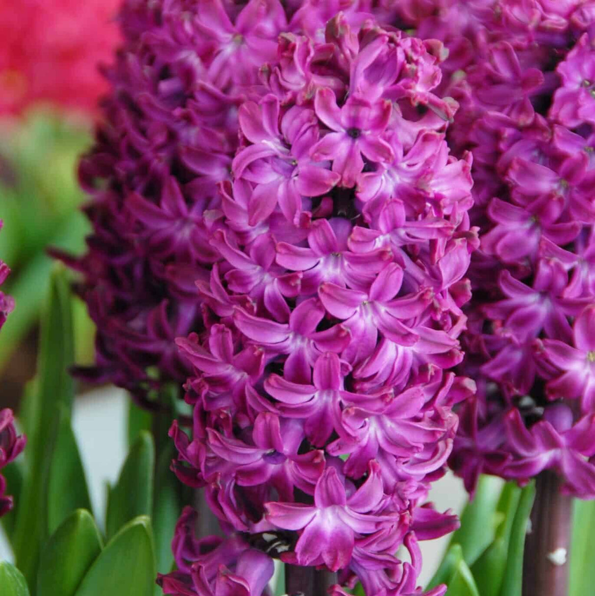 Hyacint orientalis 'Woodstock'®