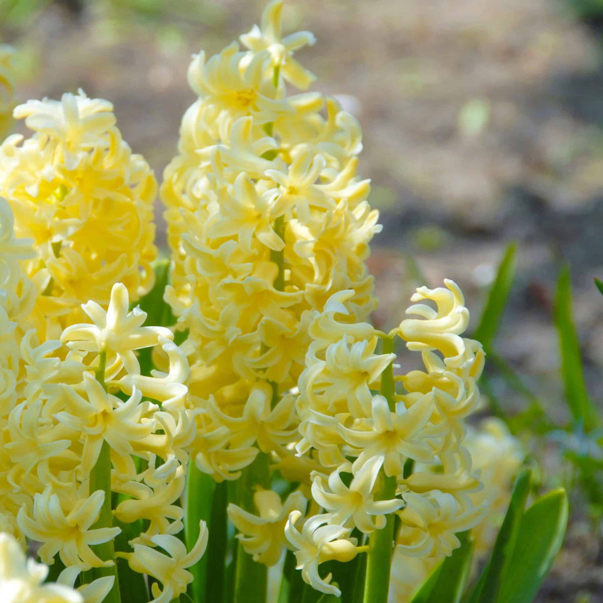 Hyacint orientalis 'City of Harlem'