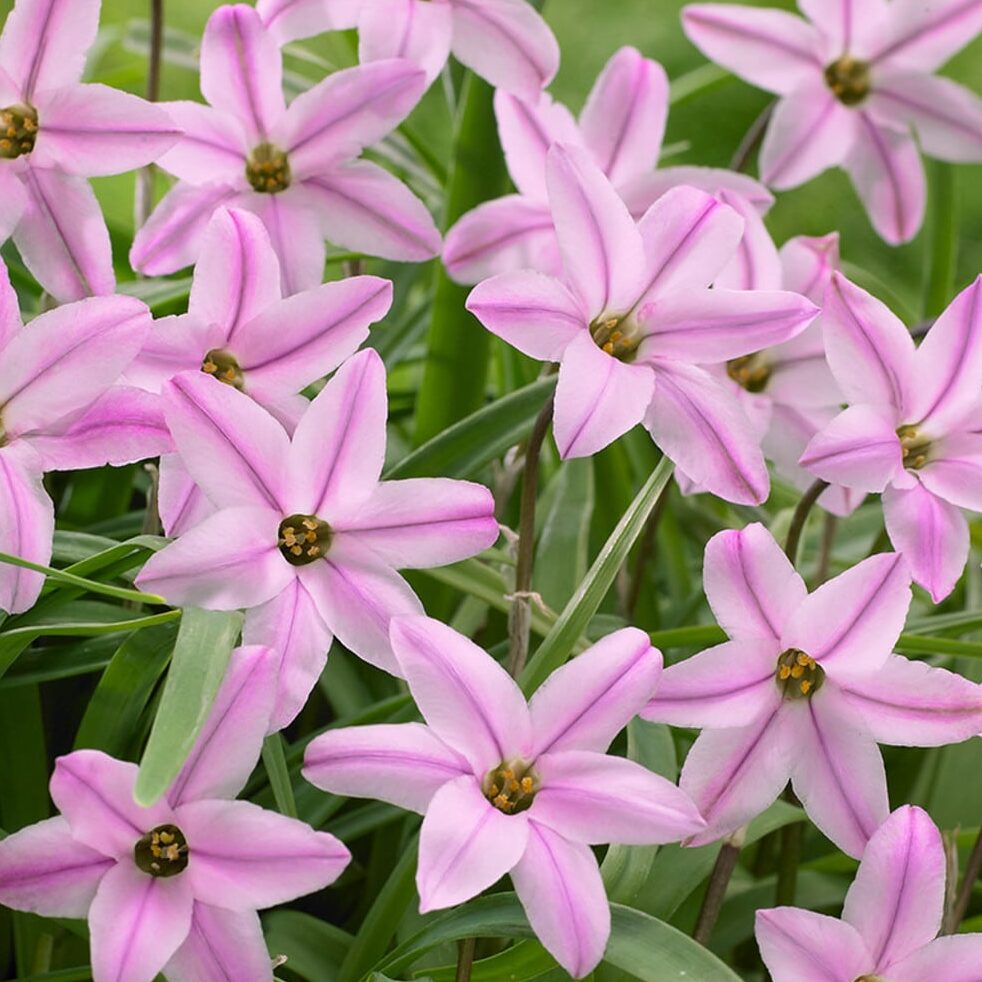 Inka-Hvidløg/Ipheion uniflorum 'Charlotte Bishop'®