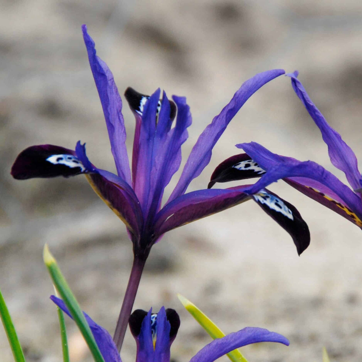 Iris reticulata 'Blue Note'