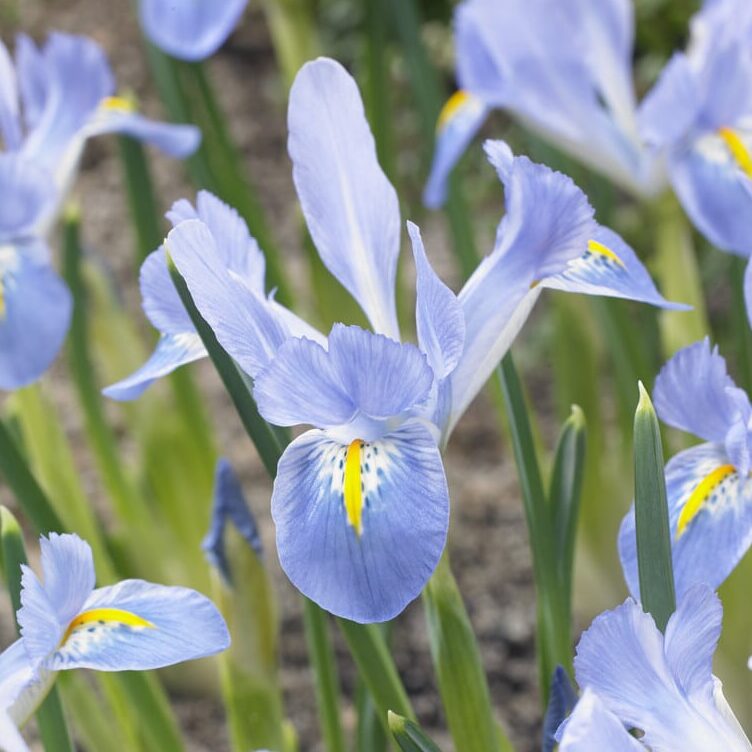 Iris reticulata 'Blue Planet'