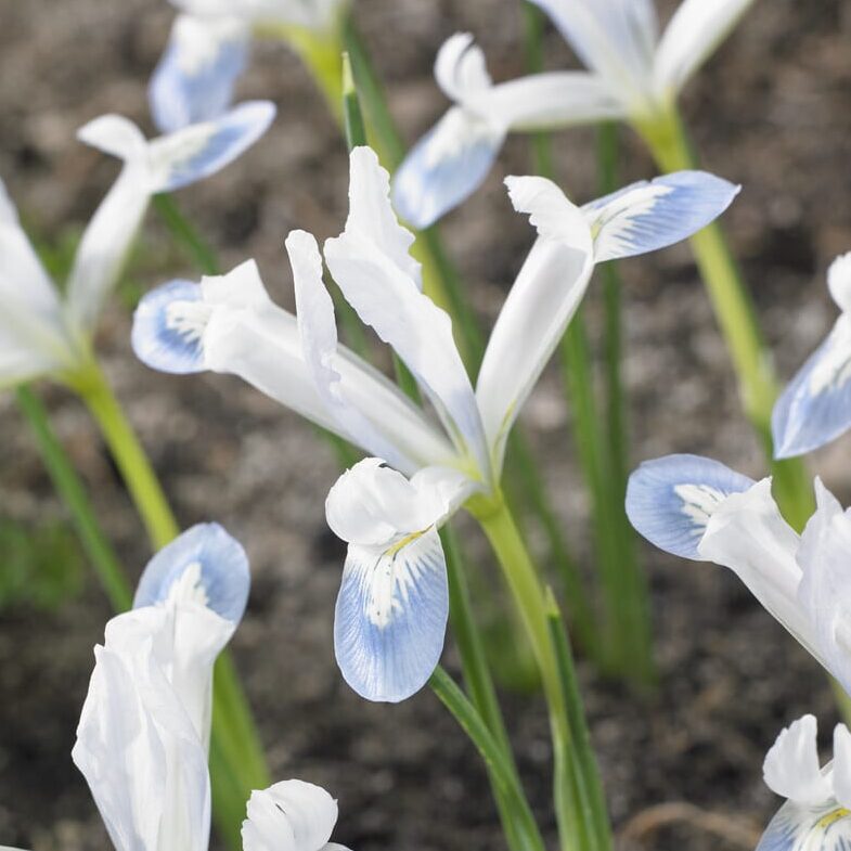 Iris reticulata 'Frozen Planet'
