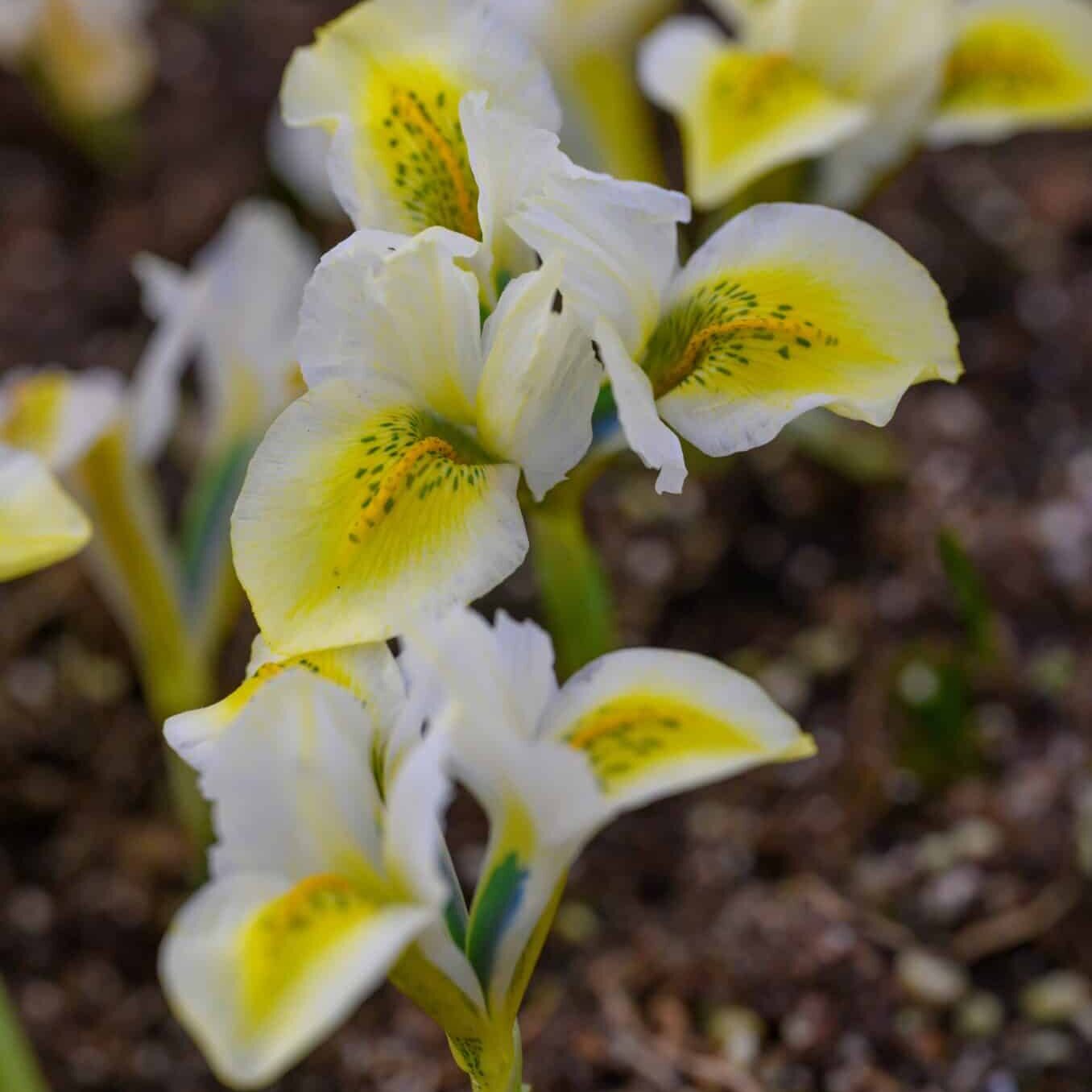 Iris reticulata 'North Star'