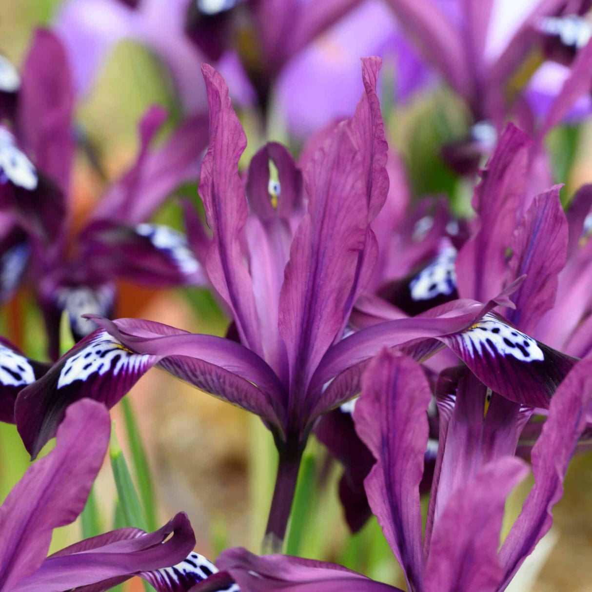 Iris reticulata 'Pauline'