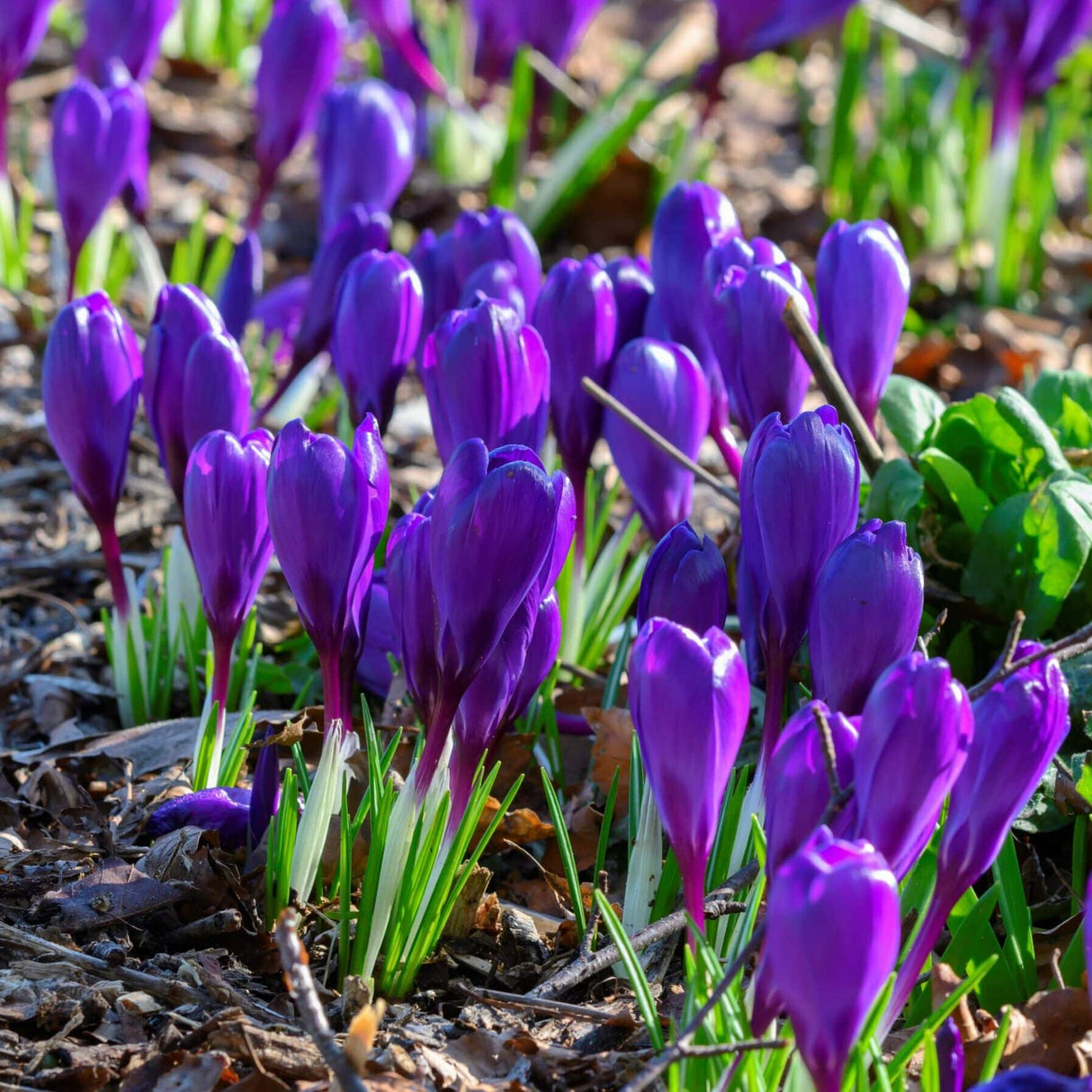 Krokus vernus 'Flower Record' - Storblomstrende